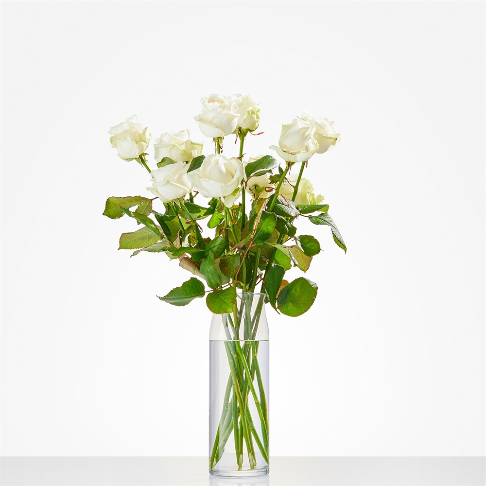Witte rozen Witte rozen